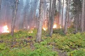 Guarding Against the Glow: Smart Strategies for Wildfire Preparedness